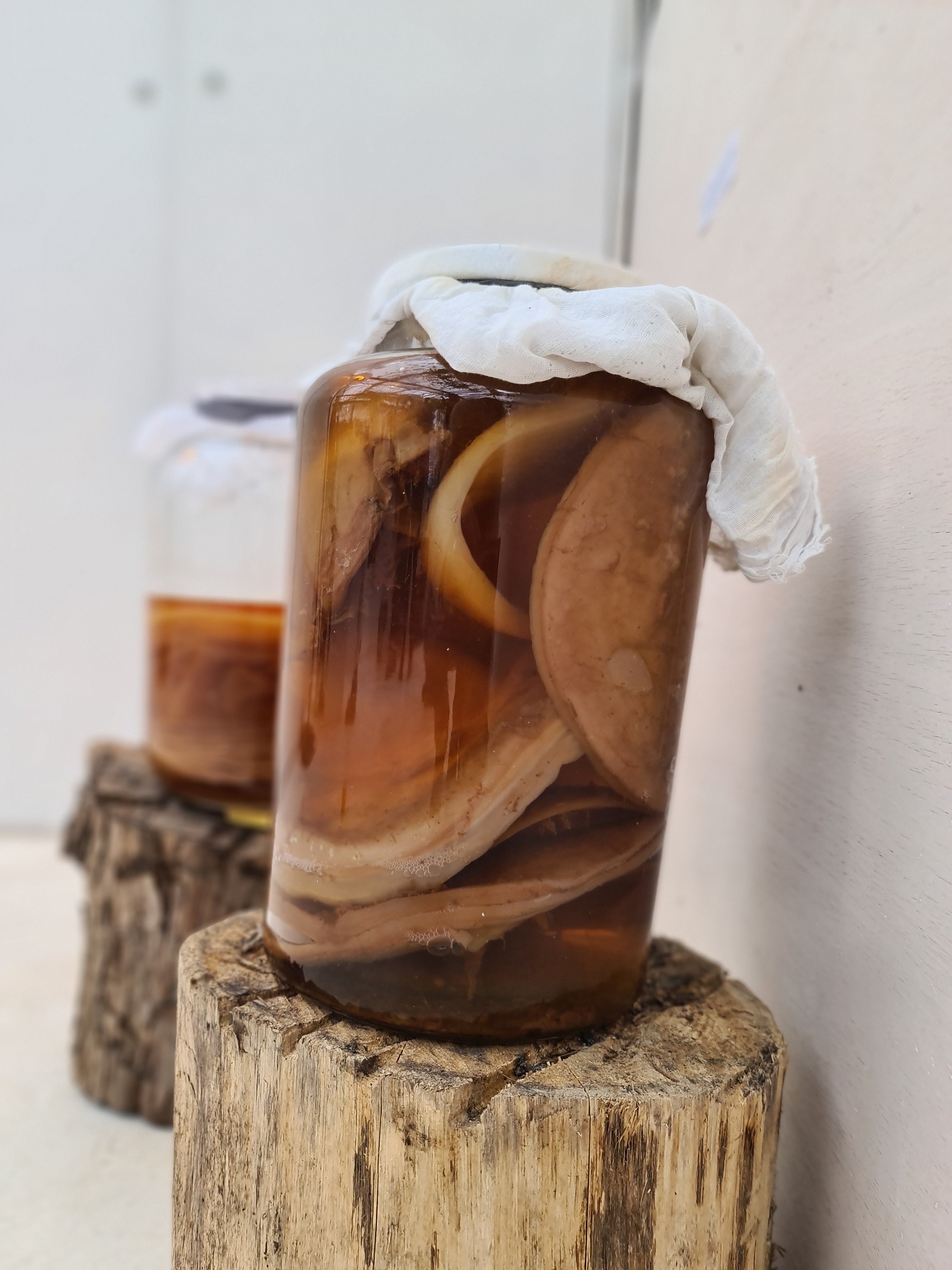 What is a kombucha SCOBY? everything you need to know