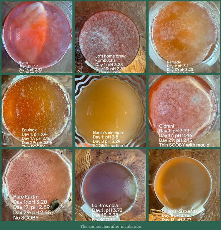 What Probiotics Are In Kombucha?